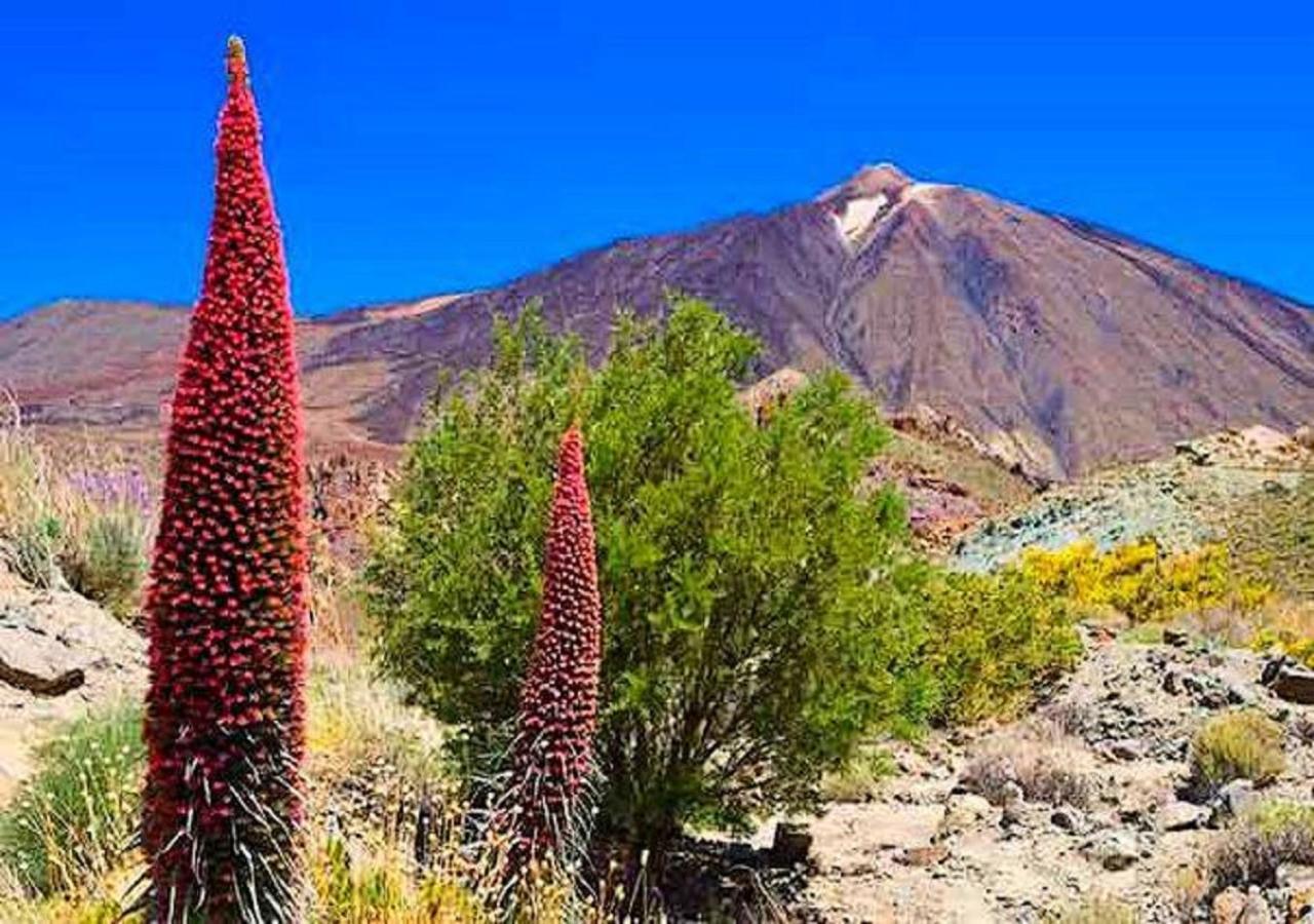 Buena Vibra Tenerife Sur 플라야데라스아메리카스 외부 사진